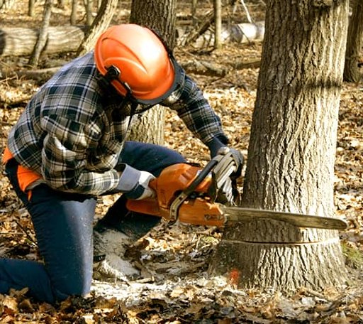 Tree Removal in Acton, ME